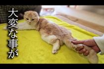 猫のしっぽを握ってたら大変なことになりました...