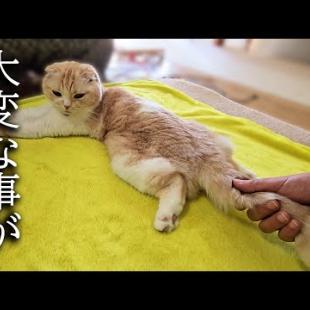 猫のしっぽを握ってたら大変なことになりました...
