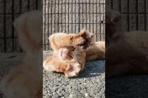 道路で寝転ぶ島の猫をナデナデしてきた #ImpressedCatVideo #catisland #猫