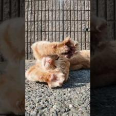 道路で寝転ぶ島の猫をナデナデしてきた #ImpressedCatVideo #catisland #猫