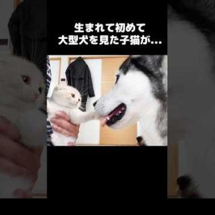 生まれて初めて大型犬を見た子猫はこうなります...#shorts