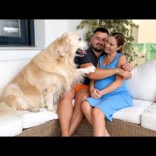 My Funny Dog is Jealous of Me When I Hug My Pregnant Wife