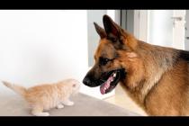 German Shepherd Meets His Best Friend a Tiny Kitten