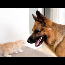 German Shepherd Meets His Best Friend a Tiny Kitten