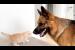 German Shepherd Meets His Best Friend a Tiny Kitten