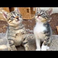 Europe's cutest boxer kittens, so much fun