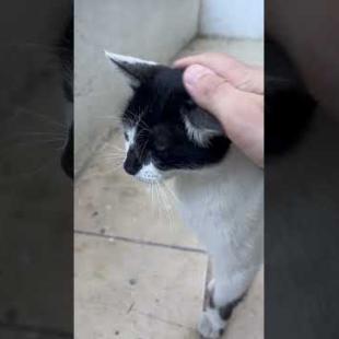 💕 This Mother-Kitten Duo Will Melt Your Heart 😺❤️#shorts #kitten #cat #catlove #cute #animals