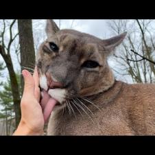 КРУТОЕ УРЧАНИЕ ПУМЫ / Шантаж рысей не удался