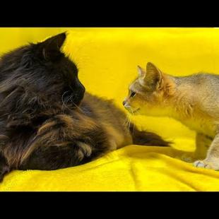 С КОТЕНКОМ ЧТО ТО СЛУЧИЛОСЬ / Бобрёнок удивил меня / Алиса ловит кошек / Угощения для минипига