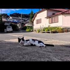 こっちへ歩いてきて目の前でゴロンと寝転ぶ猫が可愛すぎた