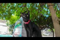 猫島・湯島の港近くの猫達はみんな木登りが得意