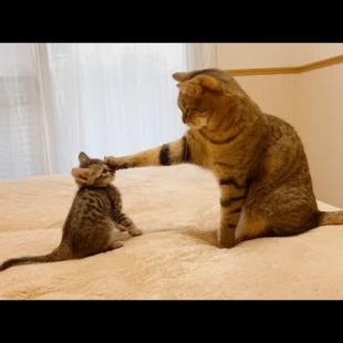 ”遊んで！”としつこい子猫を片手で止める先輩猫【保護猫】