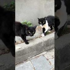 Don't fight kids meow #shorts  #cat  #cute  #streetcats  #purring #kitten #cats #kittens #animals