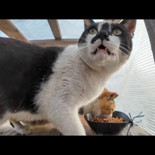 道路脇の空地の猫ハウスでカリカリを食べる猫達