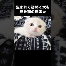 生まれて初めて犬を見た猫の反応がこちら...#猫