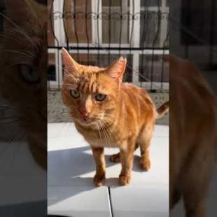 Cute orange cat cat's fur shines like the sun, meow #shorts #cat #kitten #animals #cats #kittens