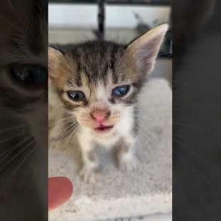 The Kitten Meowed for Help… Don't Leave Me 😿#shorts #cats #catshorts  #cat #kitten #cute  #catvideo