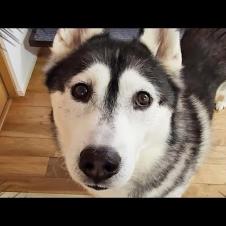 ハスキー犬の様子がおかしい...