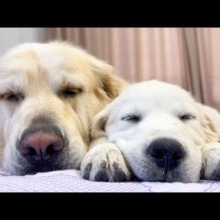 The Cutest Golden Retrievers you've ever seen!