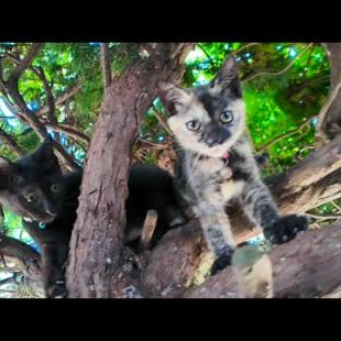 猫島の港前の猫スポットの子猫たちは木登りが得意
