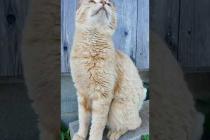 猫島の道路脇にいた猫ちゃんがかわいすぎる