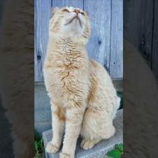 猫島の道路脇にいた猫ちゃんがかわいすぎる