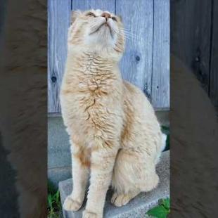 猫島の道路脇にいた猫ちゃんがかわいすぎる