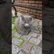 🐱🎯 This cute cat with ash-colored fur is sitting like a statue #shorts #cat #cats