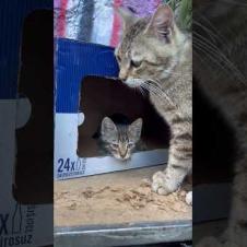 Mom! Listen to me for a minute! 😾💬 #shorts #cat #kitten #momcat #catvideo #cutelike #funnycats