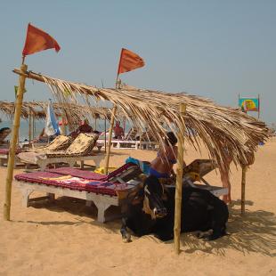 인도 해수욕장의 진풍경(5)