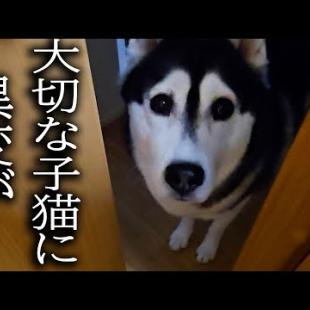 猫の異変に気づいた犬について行った結果...