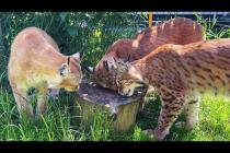 РЕАКЦИЯ РЫСЕЙ НА ОБЫЧНЫЙ ПЕНЕК / Пумыч разговорился / Мейн-кун Барби учит котёнка