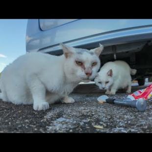 フェリー乗り場に“頭にλ”の猫が現れたので、ちゅーるあげてみた結果…!?🐾🚢