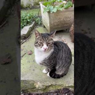 Meowing street cats, this garden is like a cat paradise #cathorts #shorts #cat #cats #kitten #cute