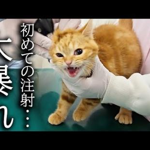 初めての注射に子猫が全力で抵抗して病院がとんでもないことに...