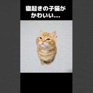 寝起きの子猫がかわいい...笑#shorts