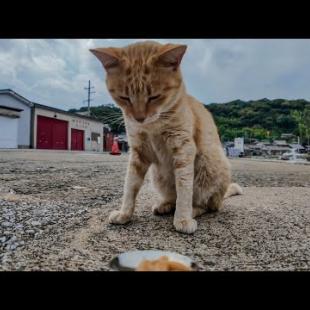 いつも猛ダッシュで来る猫が…ちゅーる出したらまさかの拒否!?🐱💦ちゅーる嫌い説浮上