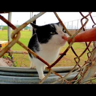 フェンスの向こうにいた野良猫がモフられにやって来た