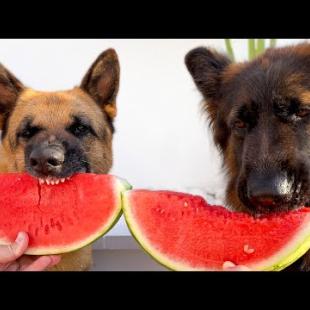 My German Shepherds’ Watermelon Eating Contest! 🍉🐶 Who Wins?!