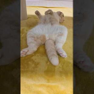 帰宅したら猫がひっくり返ってこうなってた...汗#shorts