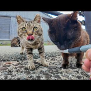 ✨道路脇に猫が大集合!? ちゅーるを見せたらまさかの大フィーバー🐾猫島の癒し時間🍽️