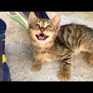 A Tiny Heart, Eternal Love: The Homeless Cat Story🐾