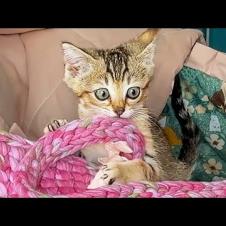 КОТЁНОК УСТРОИЛ СКАЧКИ В ЛЮЛЬКЕ / Обзор робот-пылесос 3i G10+