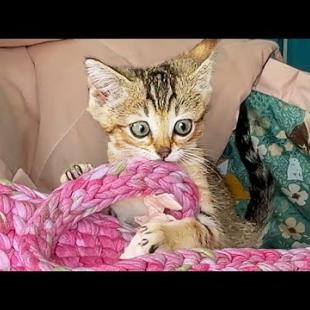 КОТЁНОК УСТРОИЛ СКАЧКИ В ЛЮЛЬКЕ / Обзор робот-пылесос 3i G10+