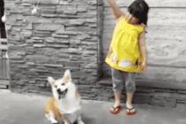 애보다 지능 높은 멍멍이