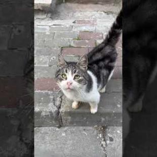 Friendly sniffing of street cats, cute friend cats #catshorts #cats #kitten  #catlover #shortvideo