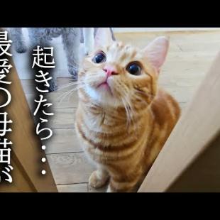 「母猫がいない！」と大泣きして必死に探し回る子猫がこちらです...