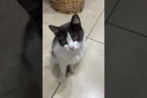😻 😻 Innocent looking masked cat meows at me #cat #short #catvideos #animals #cute