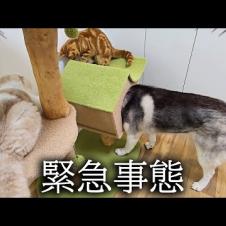 雷が落ちてパニックで子猫とハスキー犬がこうなりました...