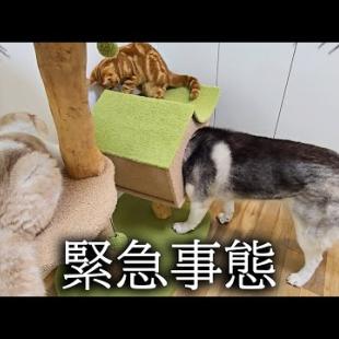 雷が落ちてパニックで子猫とハスキー犬がこうなりました...